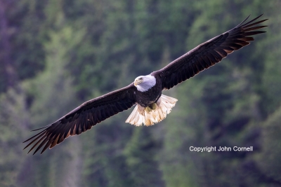 Bald-Eagle;British-Columbia;Canada;Eagle;Flying-Bird;Haliaeetus-leucocephalus;Ph